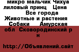 микро мальчик Чихуа лиловый принц › Цена ­ 90 - Все города Животные и растения » Собаки   . Амурская обл.,Сковородинский р-н